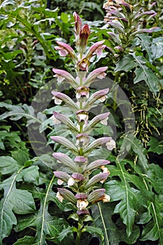 Spiny bear`s breech plant