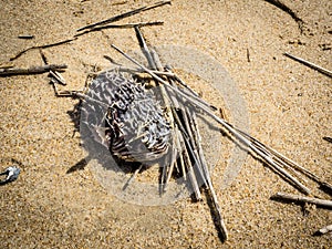 Spiny Boxfish on Sand