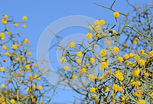 Spiny branches and yellow flowers of the unusual Australian native Leafless Rock Wattle, Acacia aphylla, family Fabaceae