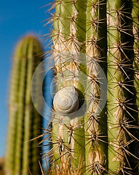 Spiny cactus