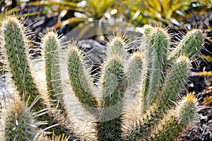 Spiny cactus from the arid agreste region of northeastern Brazil