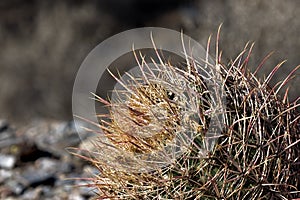 Spiny Cactus in the Arizona Desert