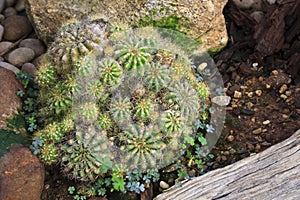 A spiny cactus plant in a garden