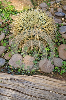 A spiny cactus plant in a garden