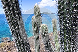 Spiny cactus on rocky Caribbean shore