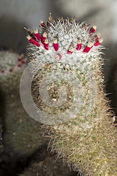 Spiny cactus with tiny red flowers