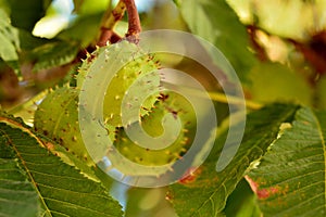 Spiny capsules of Aesculus hippocastanum photo