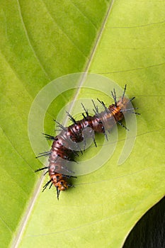 Spiny caterpillar on a green leaf, macro