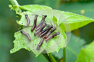 Spiny caterpillars