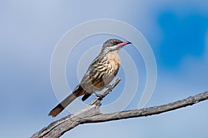 Spiny-cheeked Honeyeater photo