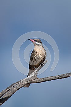 Spiny-cheeked Honeyeater