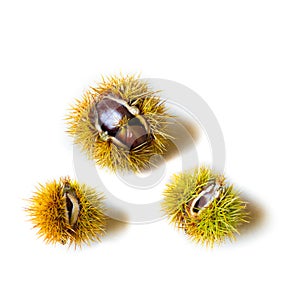 spiny chestnuts