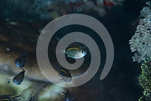 Juvenile Spiny Chromis Acanthochromis polyacanthus