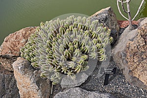 Spiny clump of Euphorbia officinarum