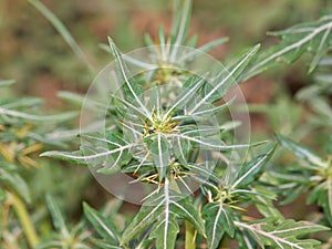 Spiny cocklebur plant, Xanthium spinosum photo