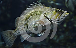 Spiny Copper Rockfish seaperch fish with yellow mottling in kelp