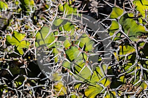 Spiny Cow's Horn Cactus Grouping