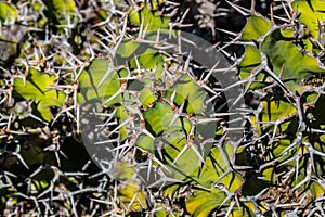 Spiny Cow's Horn Cactus Grouping photo