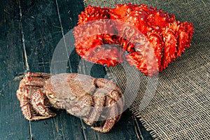 Spiny crab and bristly crab on a wooden background