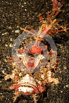 spiny devilfish fish