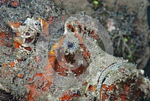 Spiny Devilfish Inimicus didactylus