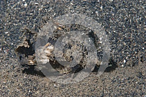 Spiny Devilfish Inimicus didactylus