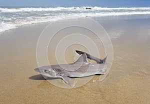 A spiny dogfish shark on the beach being caught and released in the water