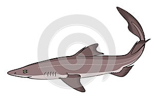 Spiny Dogfish (Spurdog). Squalus.