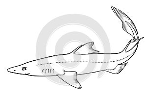 Spiny Dogfish (Spurdog). Vector clipart.