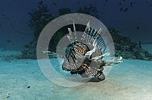 Spiny fish on Maldive islands.  Scuba diving