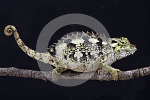 Spiny-flanked chameleon (Trioceros laterispinis) photo