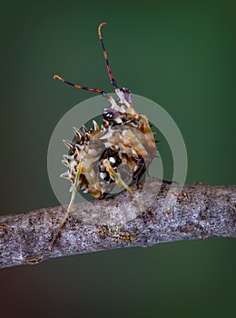 Spiny Flower Mantis