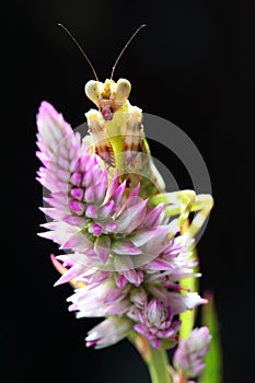 Spiny Flower Mantis