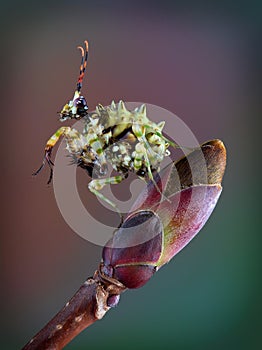 Spiny flower mantis on bud