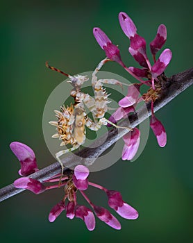 Spiny flower mantis on budding tree limb