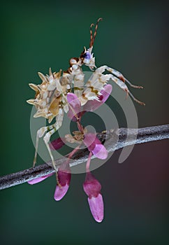 Spiny flower mantis climbing on buds