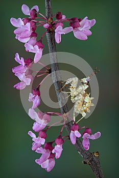 Spiny Flower Mantis on flower filled branch