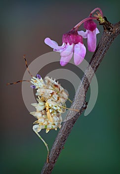 Spiny flower mantis on spring tree