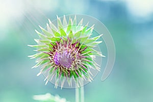 Spiny flower thistle on colorful blurred background with sunlight. Natural environment, beautiful natural scene