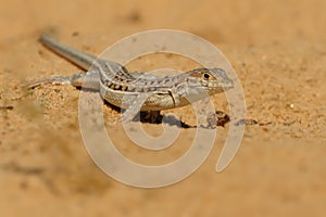 Spiny-footed Lizard - Acanthodactylus erythrurus  species of lizard in the family Lacertidae. The species is endemic to