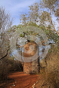 The spiny forest, of Reniala nature reserve