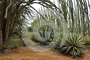Spiny forest and sisal plants in Madagascar photo