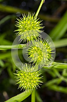 Spiny fruits of burr-reed in wetlands of New Hampshire.