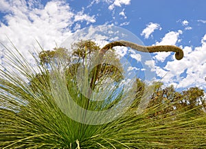 Spiny Grass Trees Detail: Australian Bushland