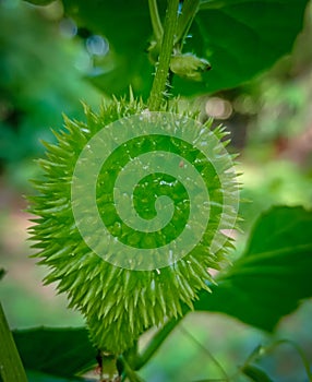 Spiny Guard Fresh Vegitable On Tree With Green Leaves & Branches 2