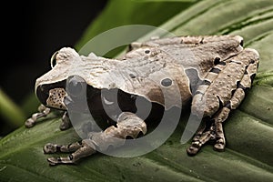 Spiny headed tree frog