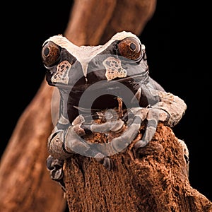 Spiny headed tree frog