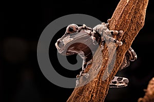 The spiny headed tree frog