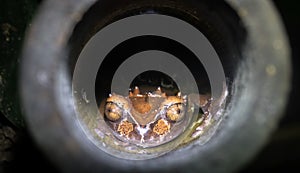 Spiny-headed tree frog Anotheca spinosa