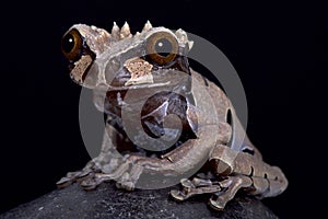 Spiny-headed tree frog, Anotheca spinosa